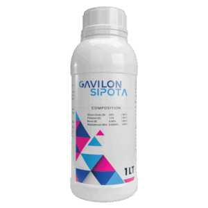 جافيلون سيبوتا 🇰🇷