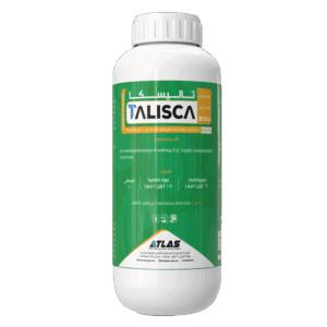 تـالـيـسـكـا 🇨🇳