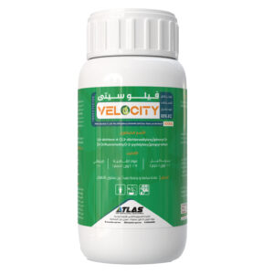 فـيـلوسـتـي 🇮🇳