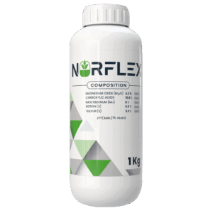 نور فليكس 🇪🇸